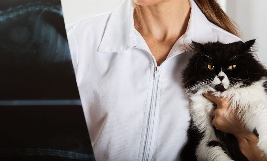 veterinarian checking cat's x-ray