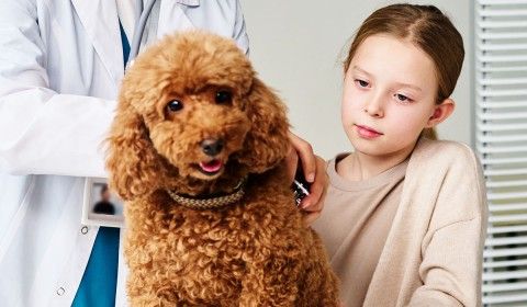 Welcome to Lemay Animal Hospital