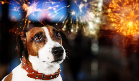 Does Your Pet Hide, Shake, or Try to Escape During Fireworks? Prepare Now for July 4th
