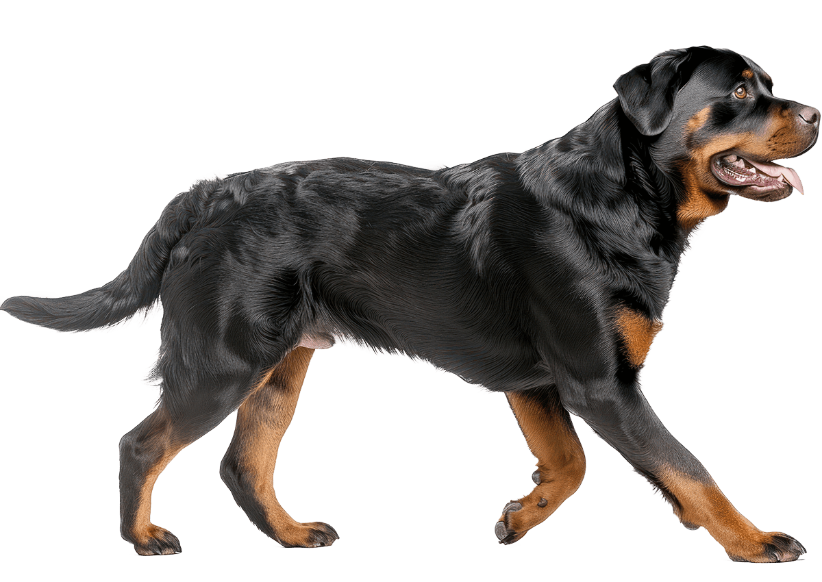 rottweiler walking